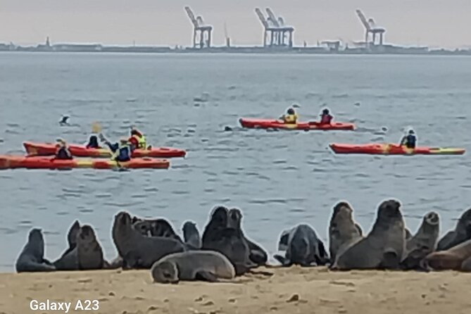 Seal Kayaking at Pelican Point from Swakopmund - Is $83.08 a fair price?