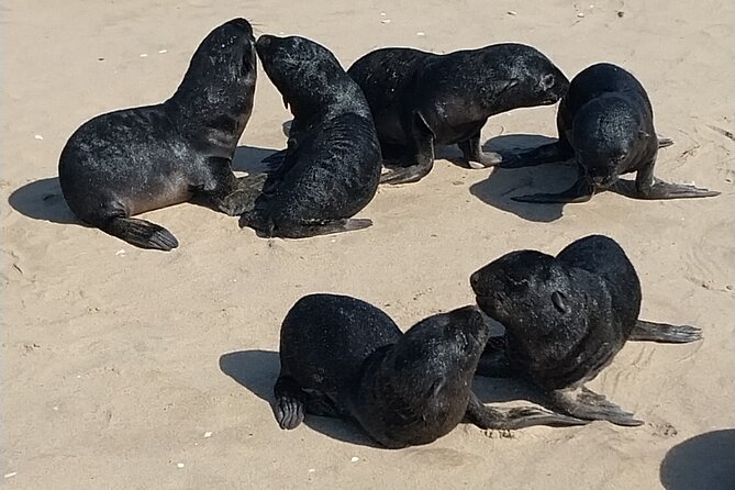 Seal Kayaking at Pelican Point from Swakopmund - Passing the pink salt lakes