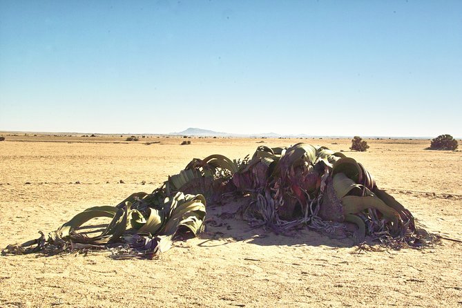 Shore Excursion - Flamingos ,Dune7,Welwitschia, Moonlandscape,Oasis,Swakopmund. - Welwitschia Plains and an ancient desert plant