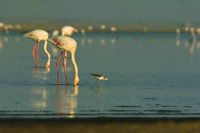 Shore Excursion - Flamingos ,Dune7,Welwitschia, Moonlandscape,Oasis,Swakopmund. - Climbing Dune 7 for the big sand view