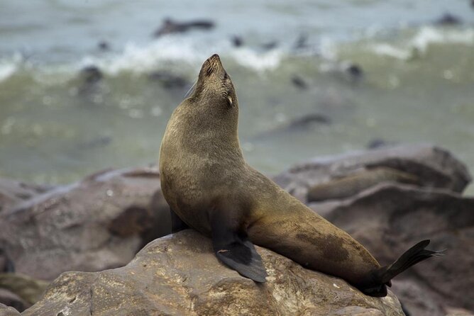 Skeleton Coast Cape Cross Seal colony Tour - Key points to know before booking