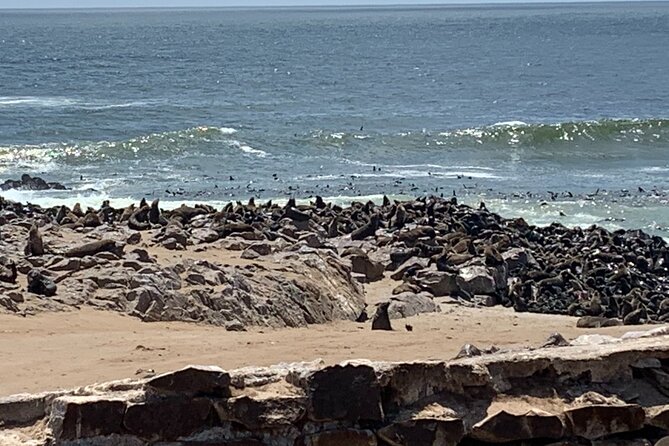 Skeleton Coast Cape Cross Seal colony Tour - Tiny lichens in an almost waterless place