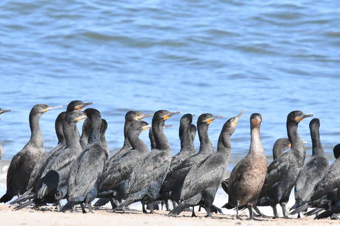 Skeleton Coast Cape Cross Seal colony Tour - Henties Bay, lunch, and the practical pause