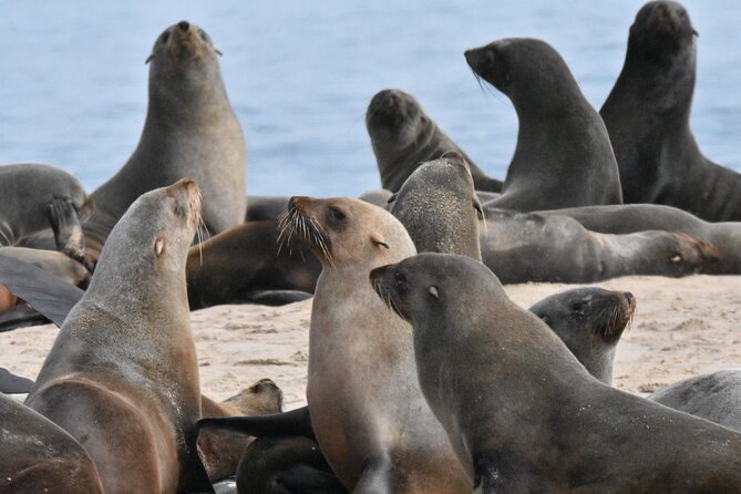 Skeleton Coast Cape Cross Seal colony Tour - What the guides add to the drive