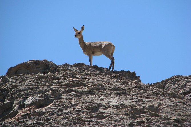 Spitzkoppe - Day Tour to the Spitzkoppe Mountain from Swakopmund - Lunch and Bushman paintings add depth to the visit