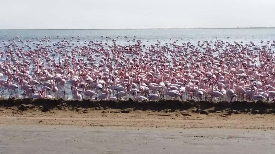 Swakopmund 2 Days Tour - Shared Shuttle - First afternoon in Swakopmund