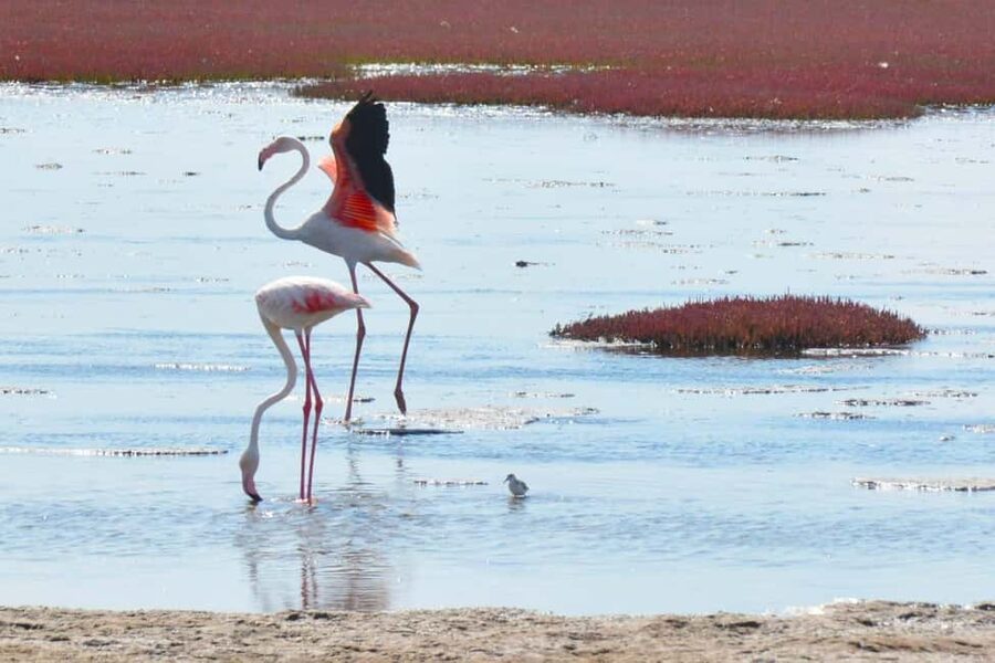 swakopmund city tour dune 7 pink lake pink flamingos - The museum and National Crystal Gallery
