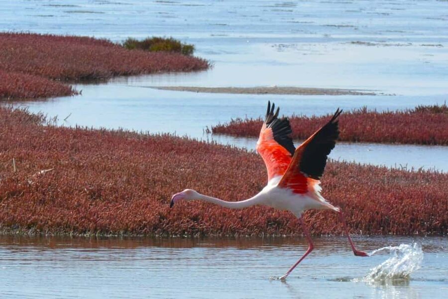 swakopmund city tour dune 7 pink lake pink flamingos - The guide can make or break the day