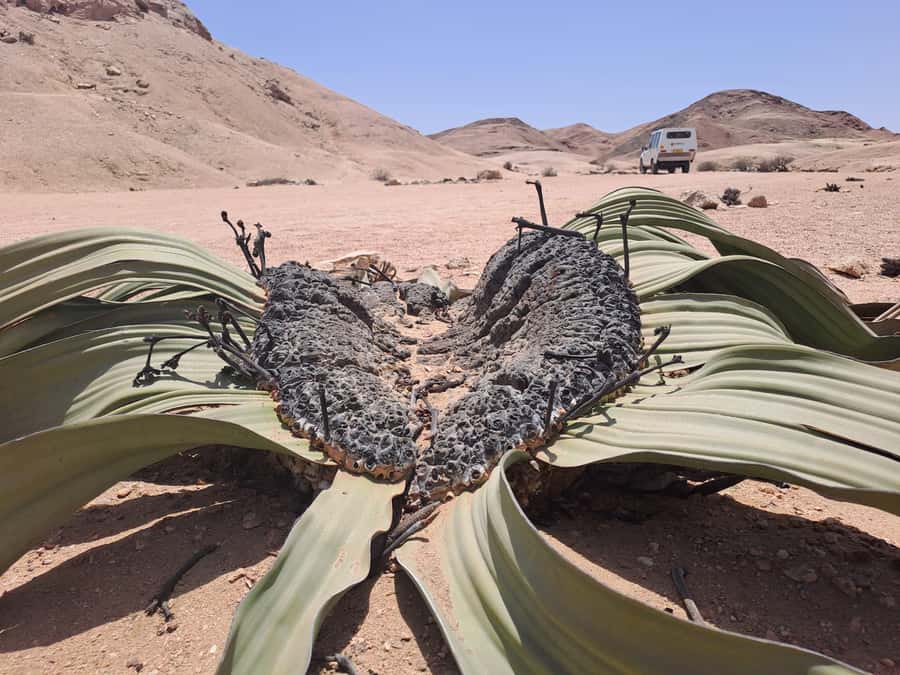 Swakopmund: Moon Valley and Namib Desert Welwitschia Tour - Leaving Swakopmund for the Namib Desert