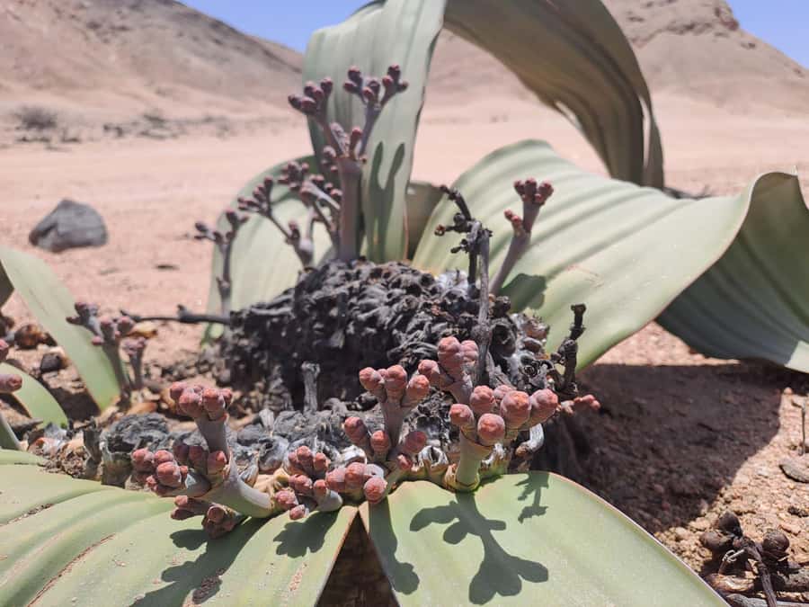 Swakopmund: Moon Valley and Namib Desert Welwitschia Tour - Why Welwitschia is the tour’s star plant