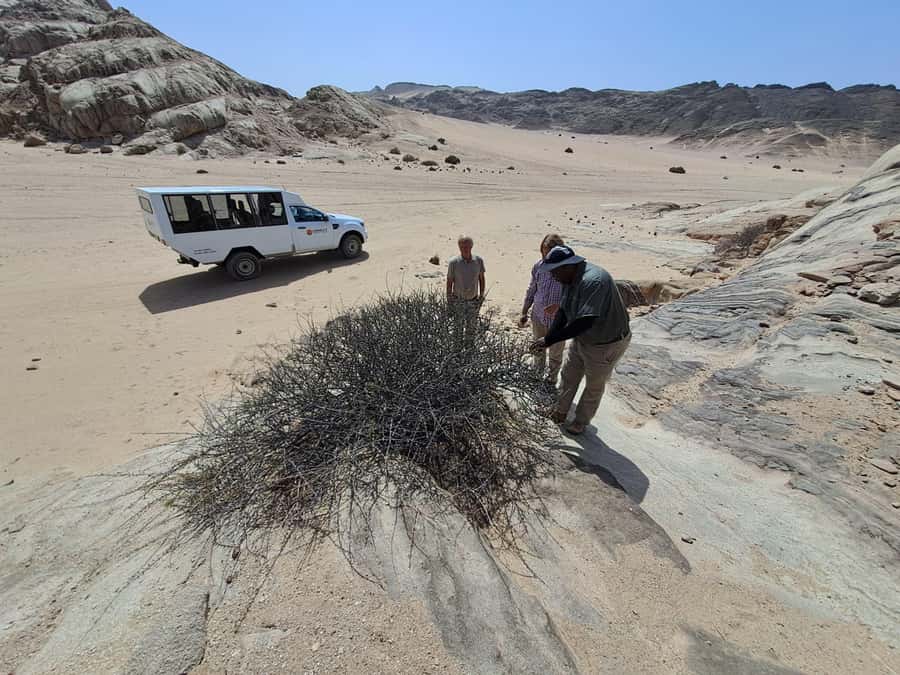 Swakopmund: Moon Valley and Namib Desert Welwitschia Tour - Is $57 good value for four hours?
