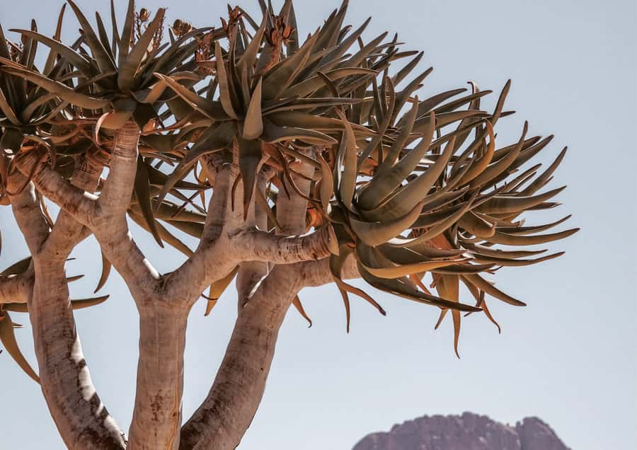 Swakopmund/Walvis Bay: Spitzkoppe Mountains - The Himba village visit, handled with some care