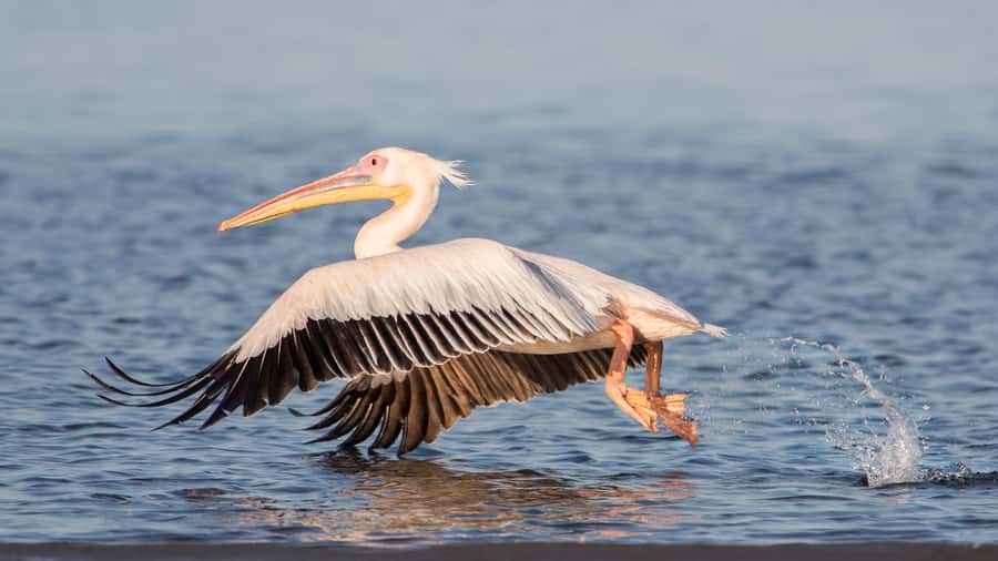 Walvis Bay and Sandwich Harbour Tour - The drive back and the wildlife search