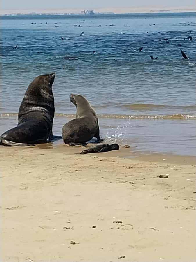 Walvis Bay: Kayaking and Sandwich Harbour Full-Day Tour - Why this combination works so well