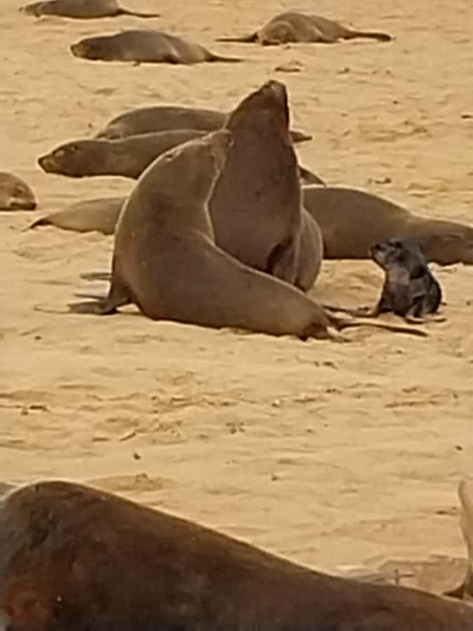Walvis Bay: Kayaking and Sandwich Harbour Full-Day Tour - Brunch gives you a useful reset