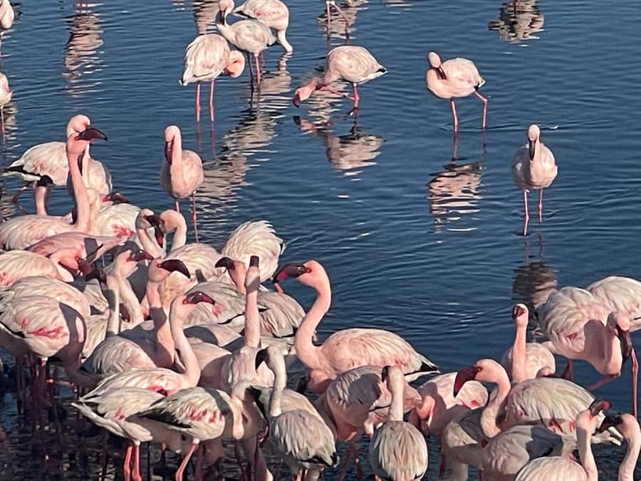 Walvis Bay: Kayaking and Sandwich Harbour Full-Day Tour - The !Nara Valley brings desert wildlife