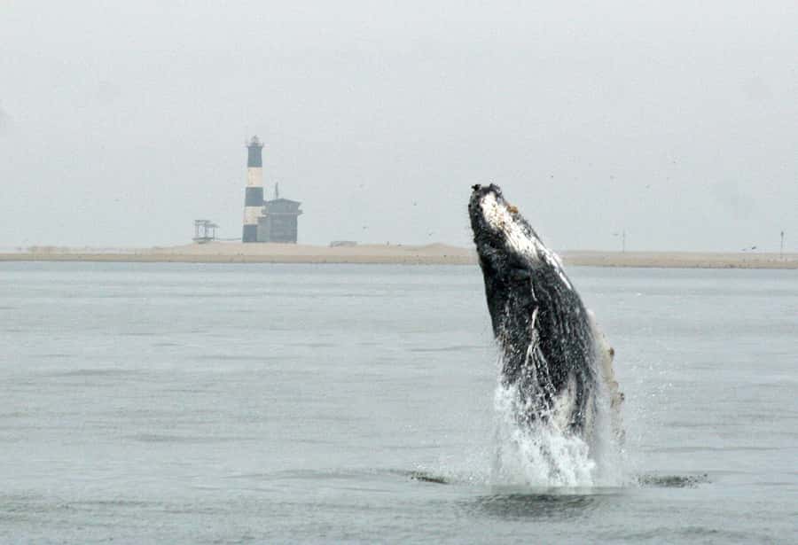 Walvis Bay: Marine Big 5 Luxury Catamaran Tour - Key points at a glance