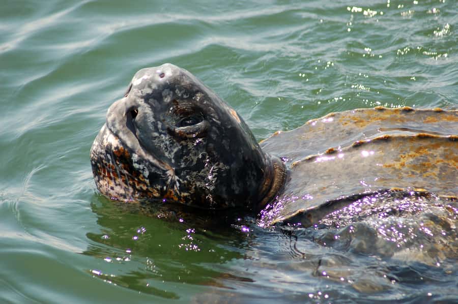 Walvis Bay: Marine Big 5 Luxury Catamaran Tour - Setting out from Walvis Bay Waterfront