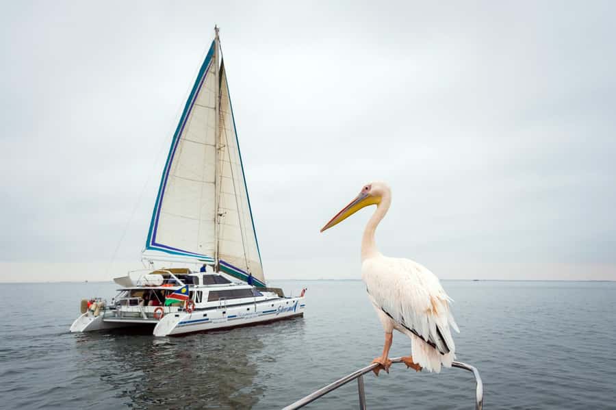 Walvis Bay: Marine Big 5 Luxury Catamaran Tour - Rounding the point and searching the Atlantic