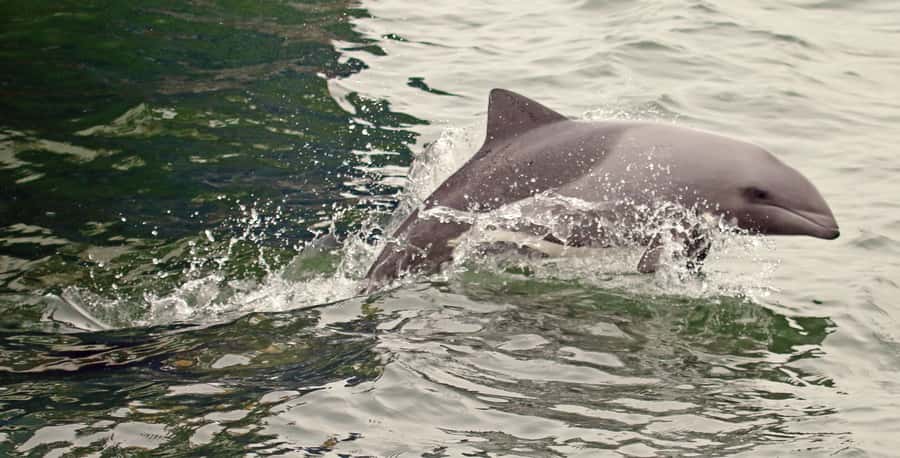 Walvis Bay: Marine Big 5 Luxury Catamaran Tour - Birds, ships, and oil rigs on the return route
