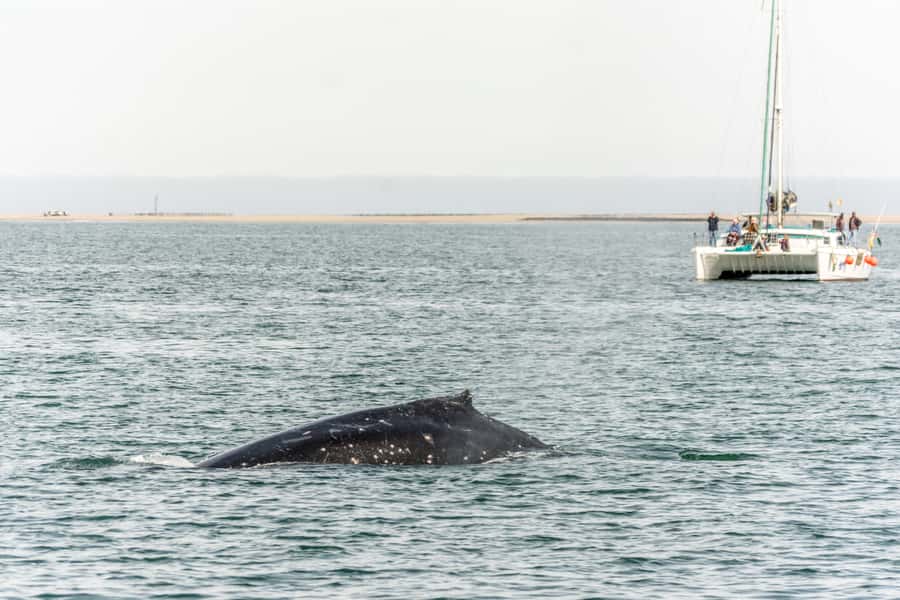 Walvis Bay: Marine Big 5 Luxury Catamaran Tour - Who will enjoy this catamaran cruise most?