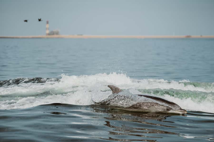 Walvis Bay: Namibian Coast Dolphin Cruise with Light Lunch - Watching Pelicans and Seals Before Pelican Point