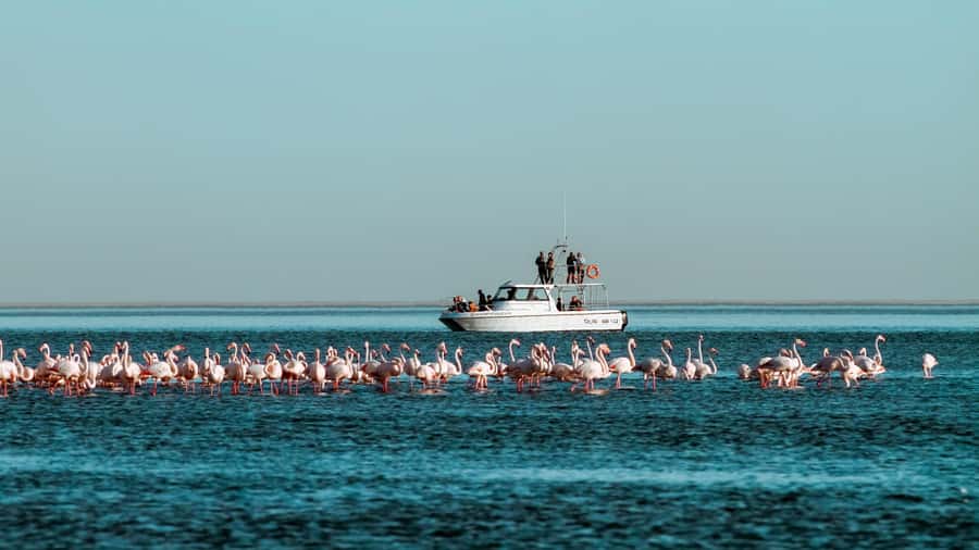 Walvis Bay: Namibian Coast Dolphin Cruise with Light Lunch - Lunch With Oysters and Sparkling Wine