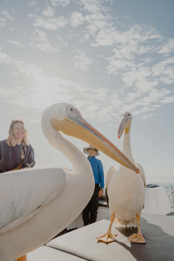 Walvis Bay: Namibian Coast Dolphin Cruise with Light Lunch - What the $155 Price Really Buys