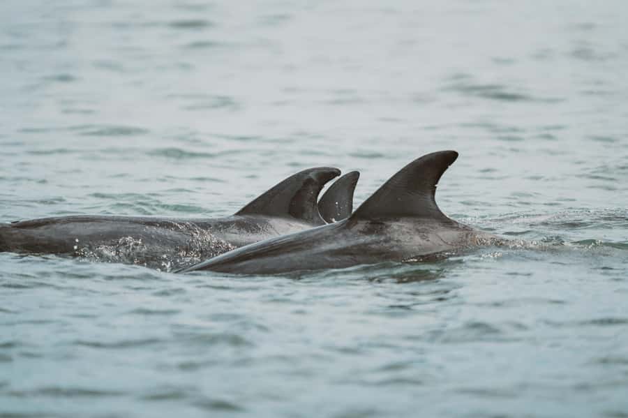 Walvis Bay: Namibian Coast Dolphin Cruise with Light Lunch - Weather, Comfort, and What to Bring