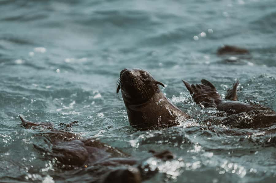 Walvis Bay: Namibian Coast Dolphin Cruise with Light Lunch - Who Will Enjoy This Cruise Most?