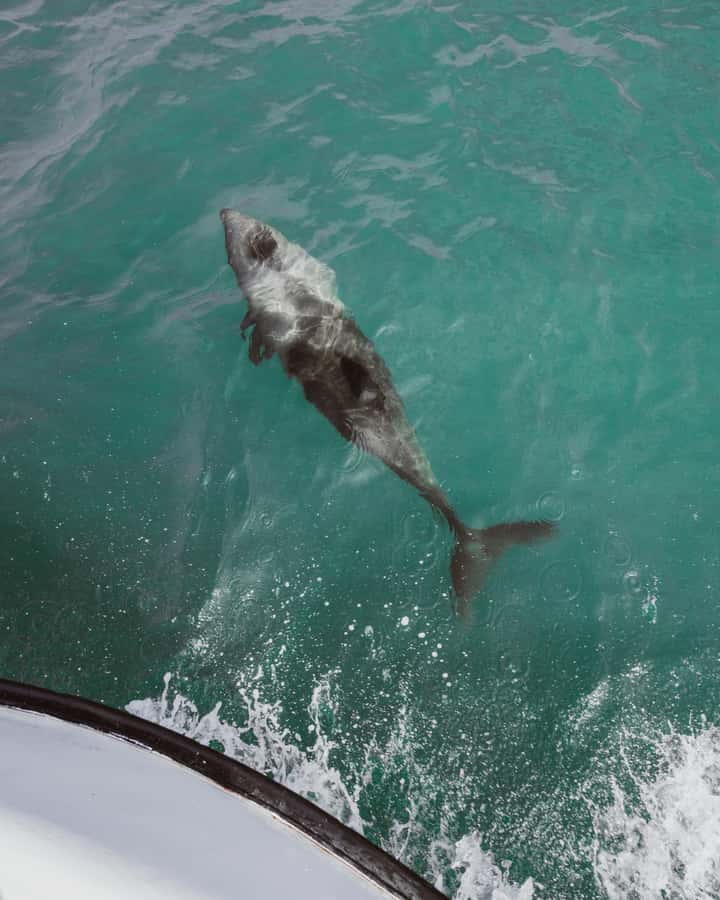 Walvis Bay: Namibian Coast Dolphin Cruise with Light Lunch - Practical Booking Advice for Walvis Bay