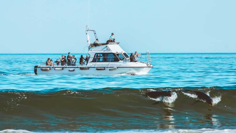 Walvis Bay: Namibian Coast Dolphin Cruise with Light Lunch - FAQ