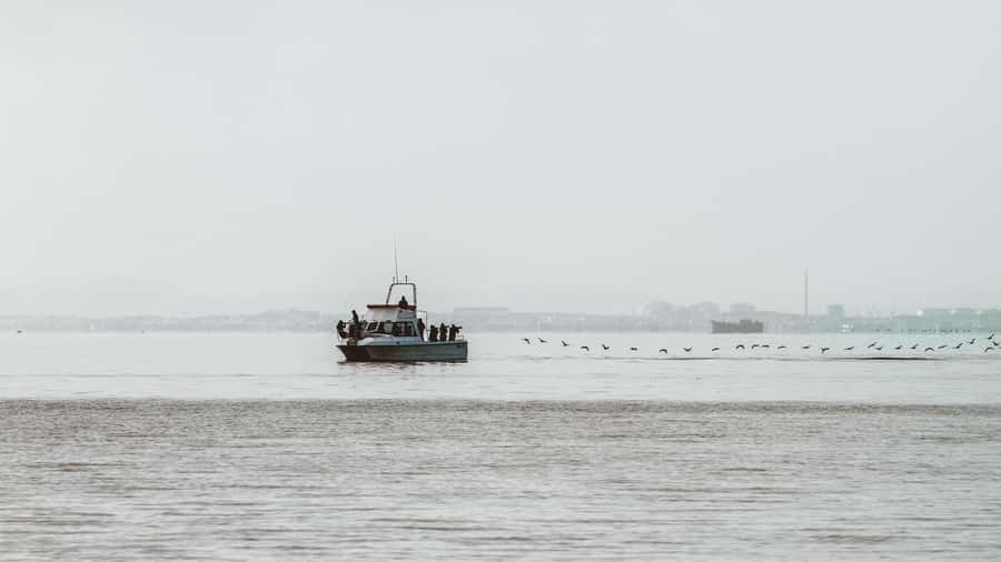 Walvis Bay: Namibian Coast Dolphin Cruise with Light Lunch - Pelican Point and Its Lighthouse