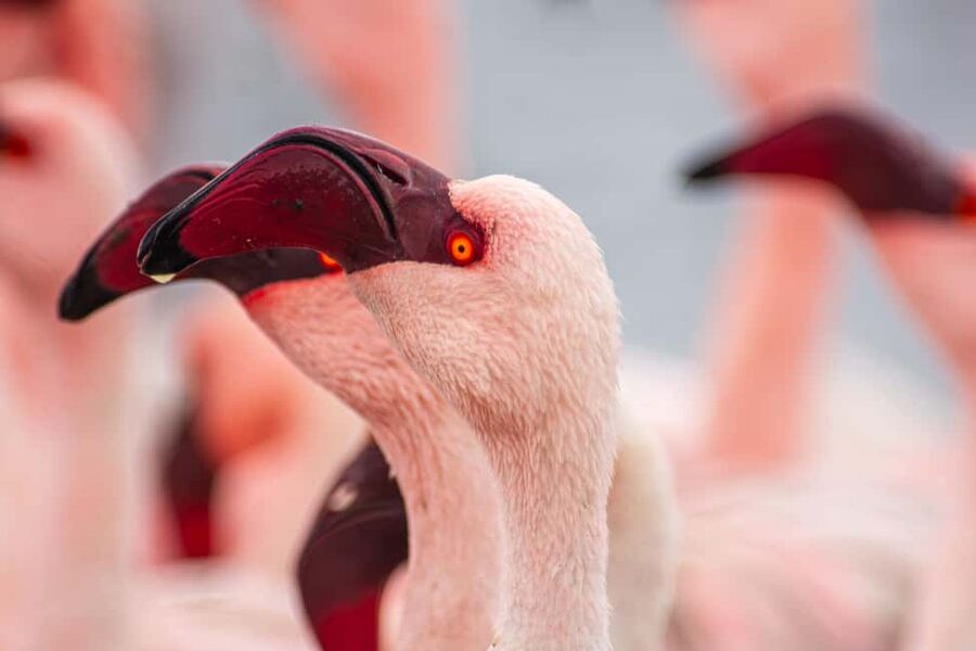 Walvis Bay : Pelican Point Birding and Cape Fur seal tour - Key points at a glance