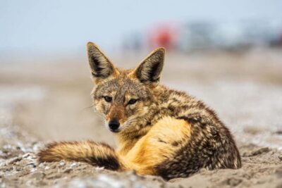 Pelican Point Birding and Cape Fur seal tour