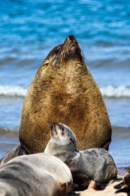 Walvis Bay : Pelican Point Birding and Cape Fur seal tour - A picnic with drinks included