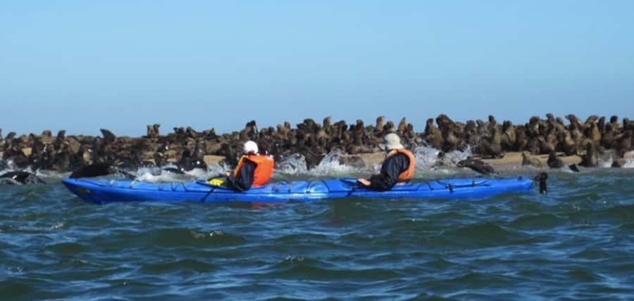 Walvis Bay: Pelican Point Kayaking Tour - Two hours beside Cape fur seals