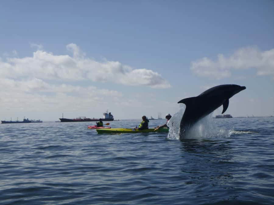 Walvis Bay: Pelican Point Kayaking Tour - Lighthouse, shipwreck, birds, and photo stops