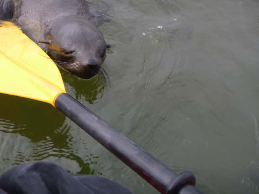 Walvis Bay: Pelican Point Kayaking Tour - What the guide adds to the morning