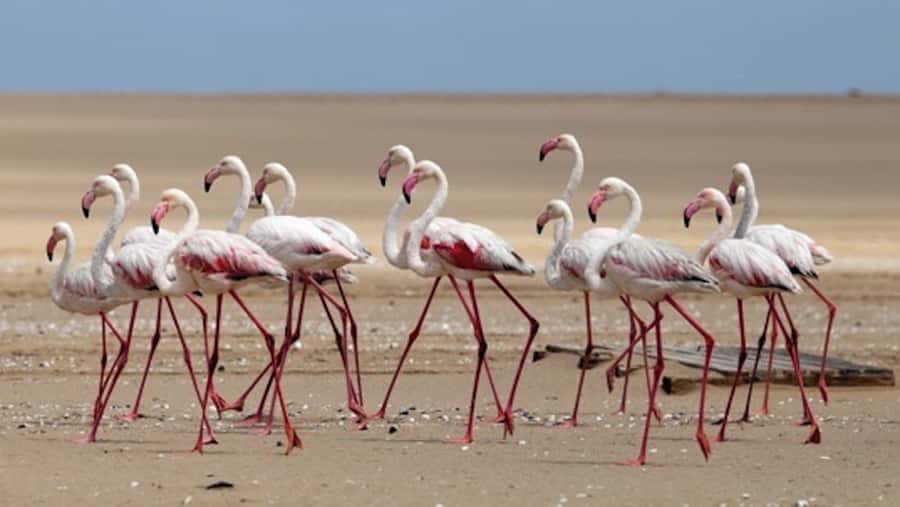 Walvis Bay: Pelican Point Kayaking Tour - Breakfast after the paddle