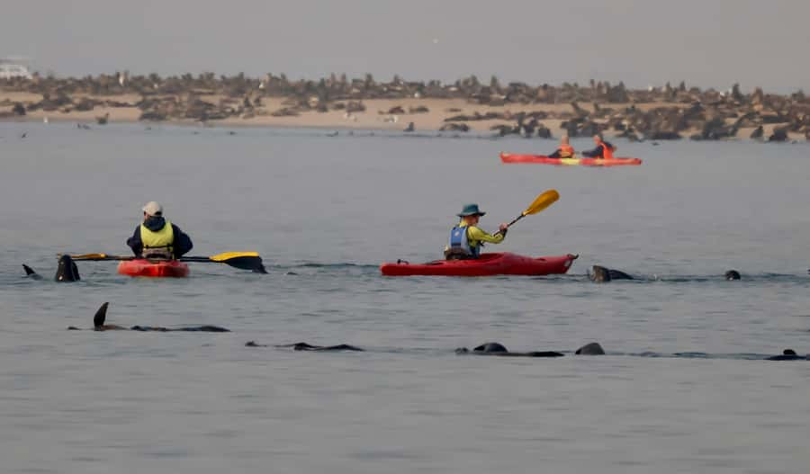 Walvis Bay: Pelican Point Kayaking Tour - Is the kayaking difficult?