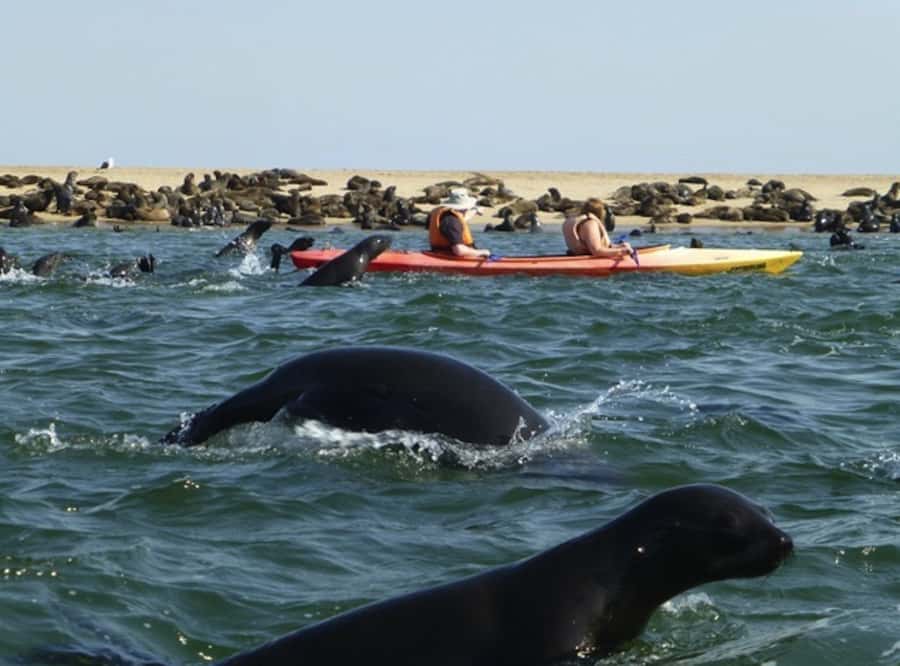 Walvis Bay: Pelican Point Kayaking Tour - Who will enjoy this Pelican Point tour?