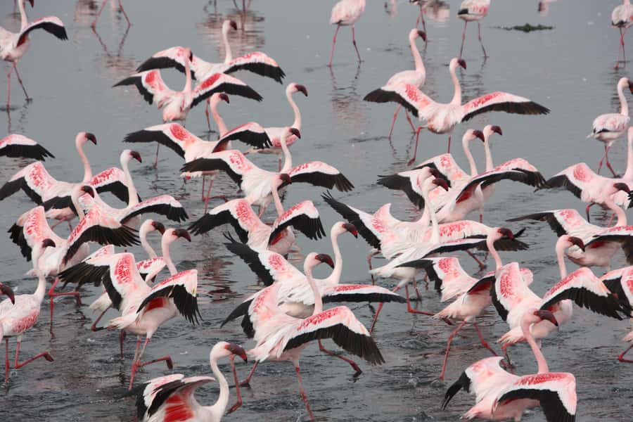 Walvis Bay: Pelican Point Seal and Sandwich Harbour Tour - Flamingos, salt works, and the Walvis Bay lagoon