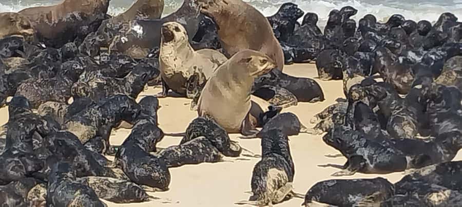 Walvis Bay: Pelican Point Seal and Sandwich Harbour Tour - Where dunes meet the Atlantic