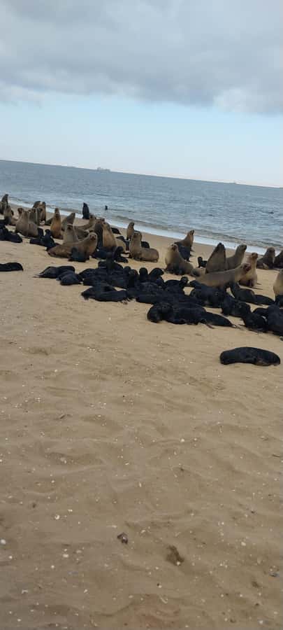 Walvis Bay: Pelican Point Seal and Sandwich Harbour Tour - How the timing shapes your day