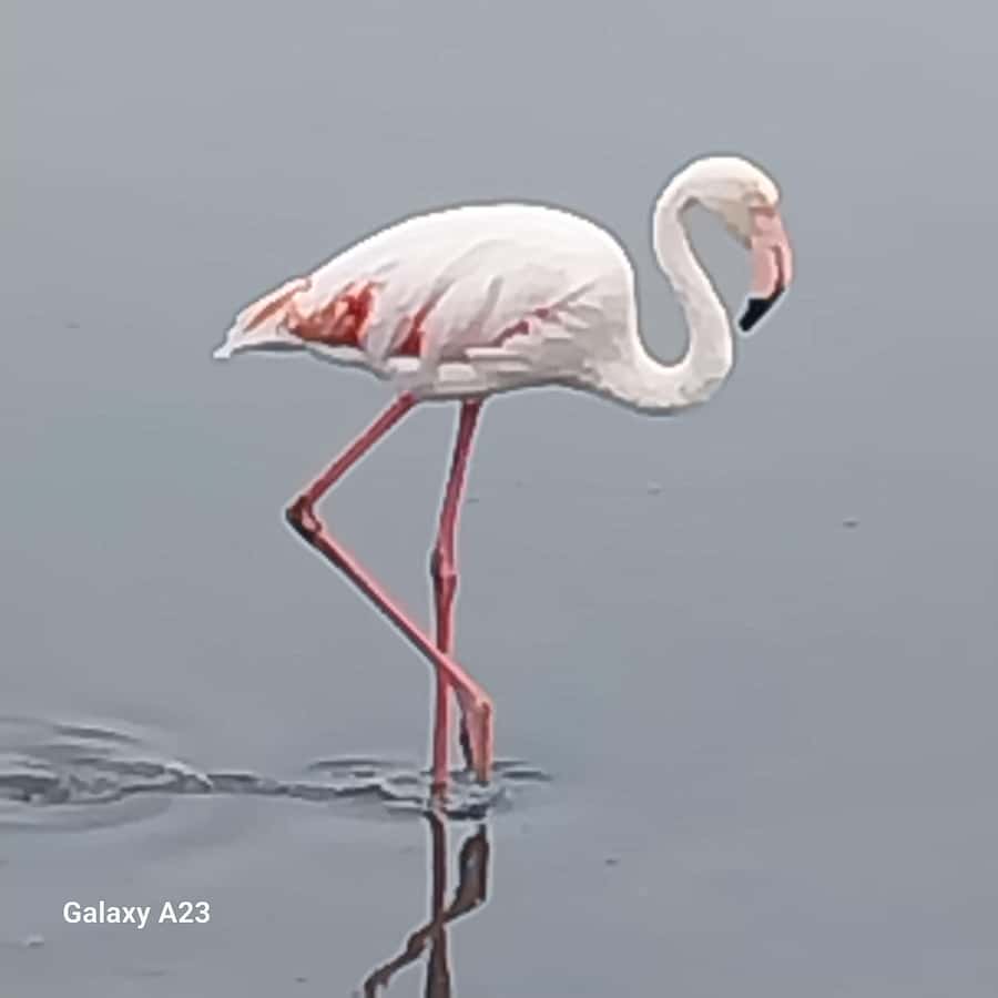 Walvis Bay: Pelican Point Seal and Sandwich Harbour Tour - From Swakopmund to Walvis Bay’s coastal bird country