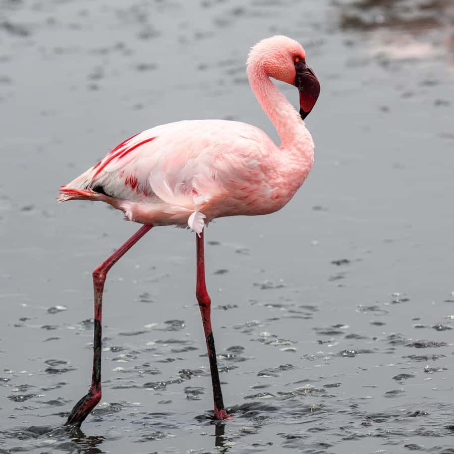 Walvis Bay: Sandwich Harbour Half-Day 4x4 Scenic Excursion - Key points before you book