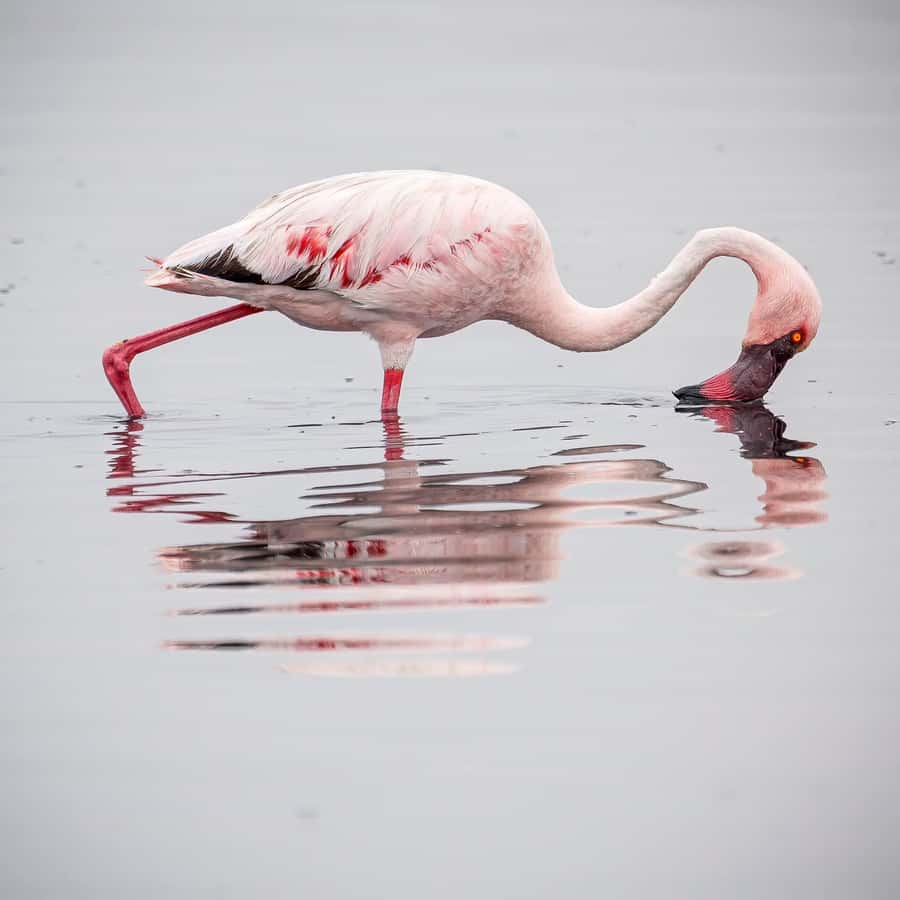 Walvis Bay: Sandwich Harbour Half-Day 4x4 Scenic Excursion - A picnic in the sand