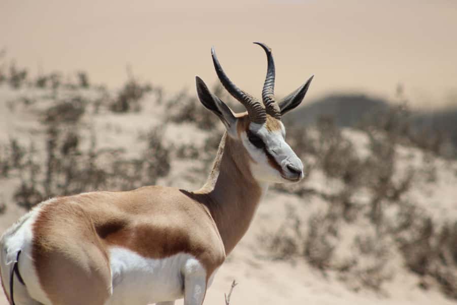 Walvis Bay: Sandwich Harbour Half-Day 4x4 Scenic Excursion - The final dunes and Kuiseb River Delta