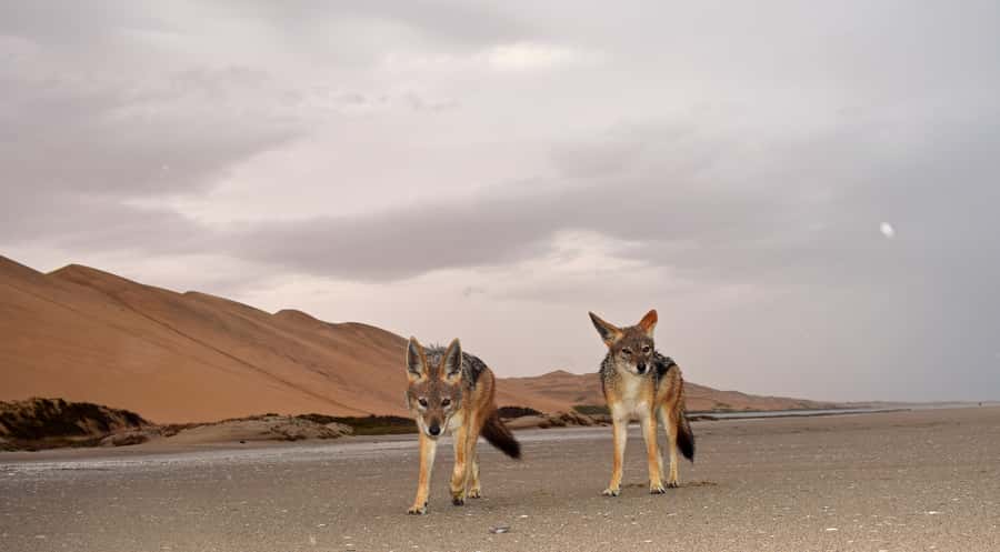 Walvis Bay: Sandwich Harbour Sunset Photography Tour - Oysters, sparkling wine, and a relaxed finish
